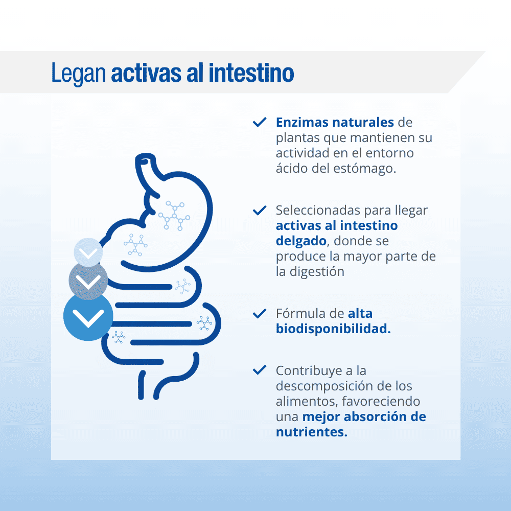 Digestizyme. Enzimas Digestivas de origen vegetal — imagen 4